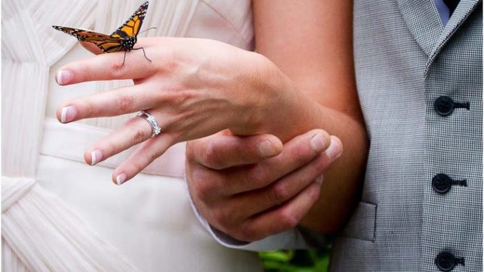 Planning A Butterfly Release Choose The Right Butterfly For Your Wedding Location