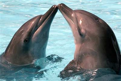 dolphin wedding